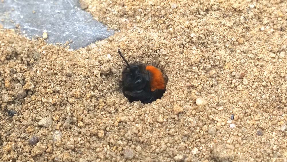 bienenkoepfchen klein