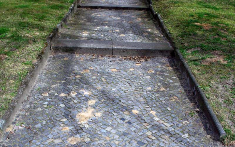 sandbienenrettung-durch-die-ylp-crew-3