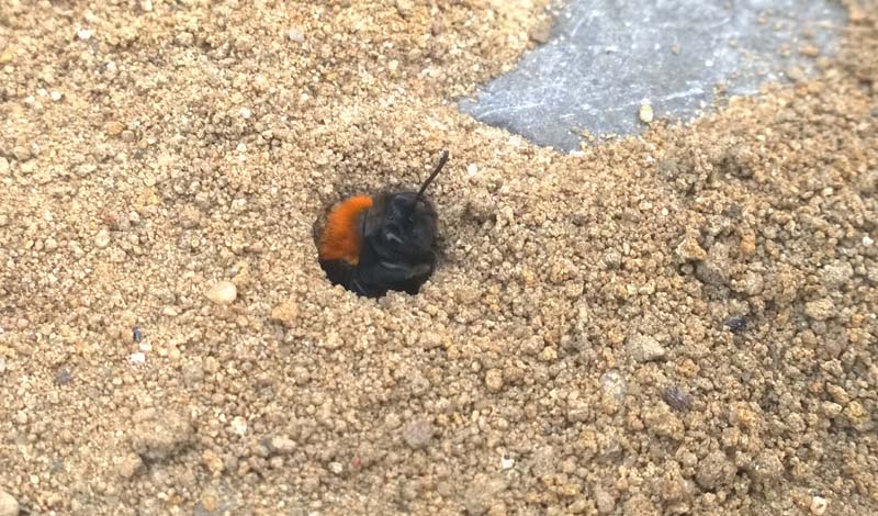 sandbienenrettung-durch-die-ylp-crew-4