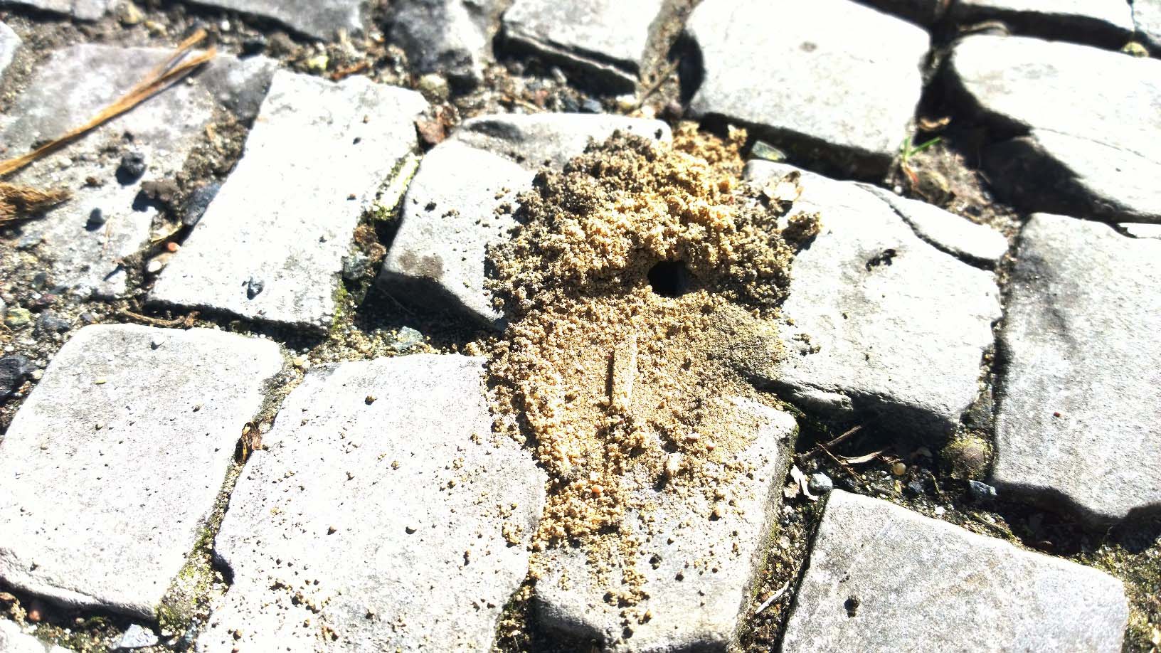 wildbienenrettung-ein-erfolg-teil-1-49-1