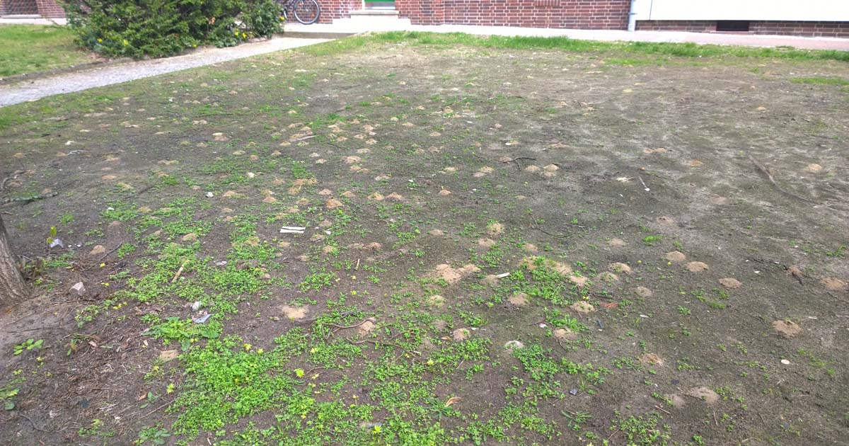 wildbienenrettung-ein-erfolg-teil-2-1