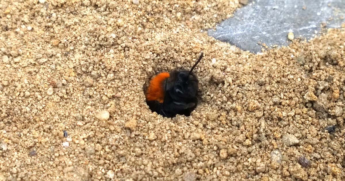 Berlin - Fuchsrote Sandbienen in Steglitz-Zehlendorf