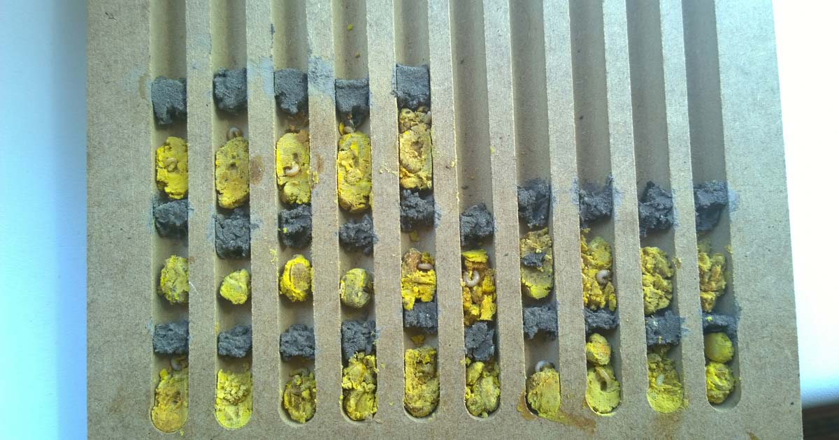 Larven der Roten Mauerbiene retten